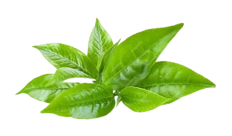 Tea Leaves